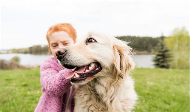 宠物养护知识：金毛犬不忠诚、主人都敢咬？教你培养更忠诚的金毛