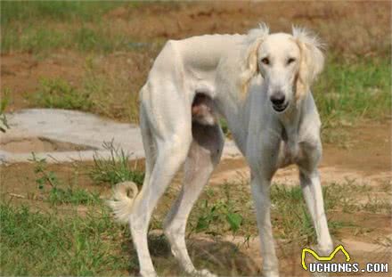 远征欧洲的蒙古细犬，在战斗中屡建奇功