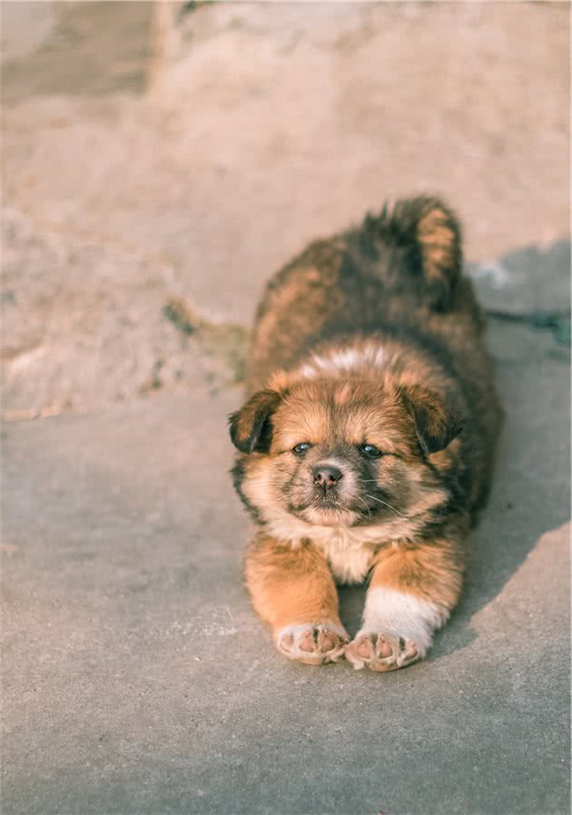 中华田园犬的名字是怎么来的？照顾得好，它们比其他犬种更优秀