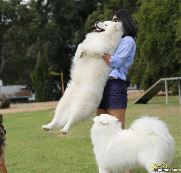 萨摩耶犬：究竟是微笑的天使还是捣蛋的魔鬼