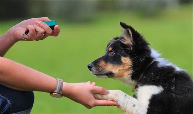 训犬教程：训练狗狗并不难，捕捉正确行为，及时奖励即可