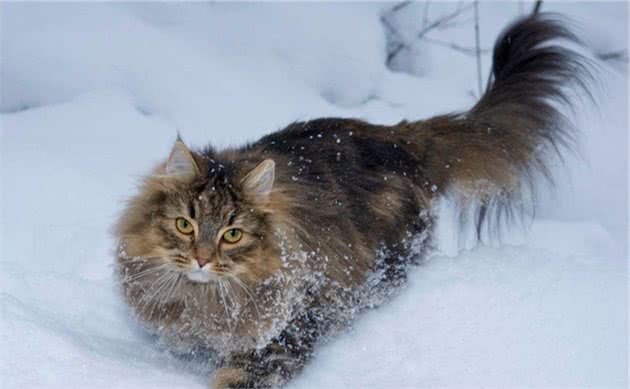 被女神遗落在人间的猫：挪威森林猫