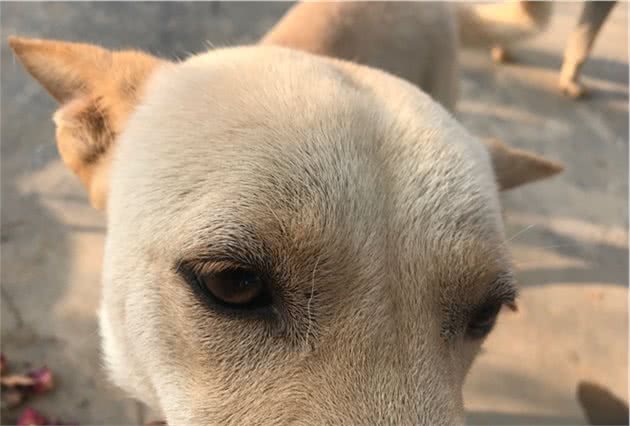 老猎人相狗经验，出色的猎犬不是看舌头的，核心灵活处是看这部位