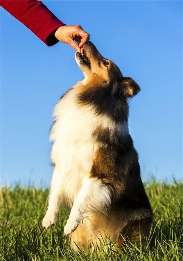 世界犬种智商排行榜第六位喜乐蒂牧羊犬