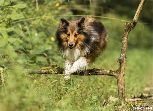 世界犬种智商排行榜第六位喜乐蒂牧羊犬