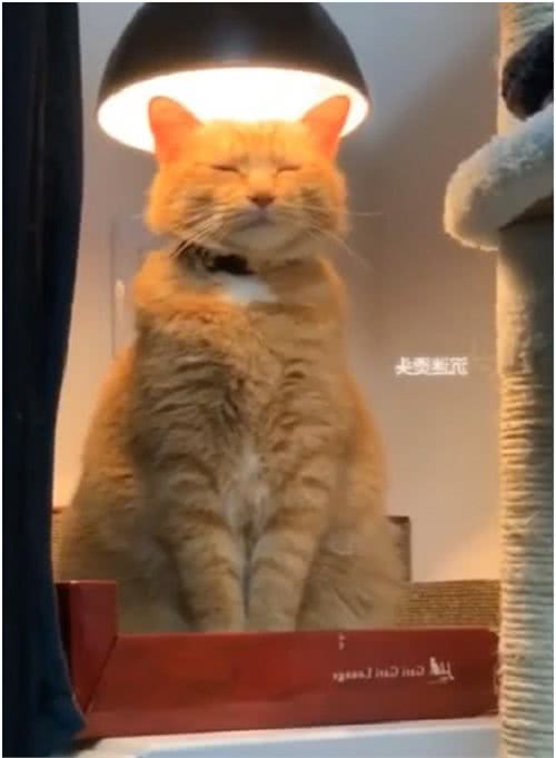 分享新鲜事！猫咪也新开发了美发烫头项目？