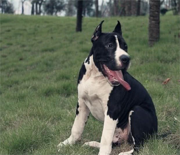 斯塔福犬—世界级烈性猛犬，恶霸犬和比特犬的基因来源