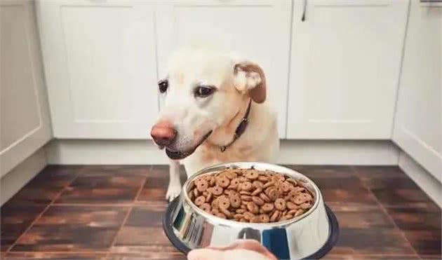 狗狗挑食、厌食怎么办？哪些因素会导致狗狗挑食厌食？