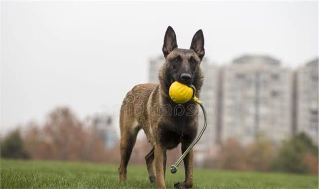 两个月小马犬眼睛总有水