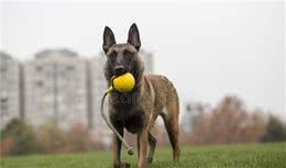 两个月小马犬眼睛总有水