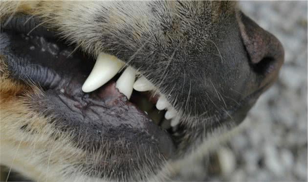 金毛犬换牙期注意事项，不要等牙都坏掉了，才去管！