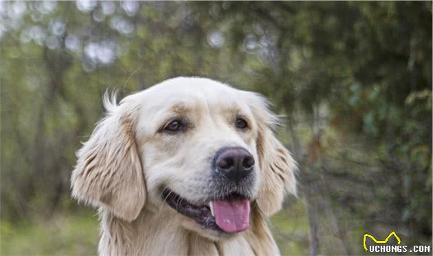 金毛犬换牙期注意事项，不要等牙都坏掉了，才去管！