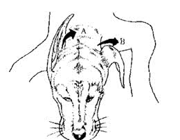 犬耳矫形术（Correctiveearsurgery）