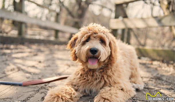 金毛与贵宾犬合体后的狗狗，你想象得出来吗？带你了解金德利犬