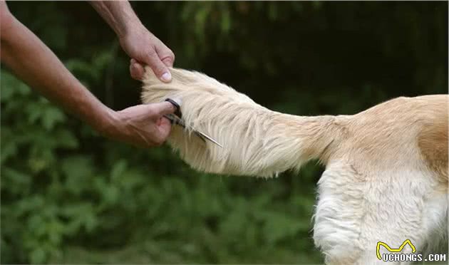 辟谣，为狗断尾无法治疗犬追尾行为，关键需正确缓解爱犬心理负担