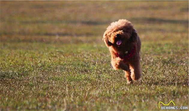 泰迪犬怎样才算“认主”？就看有没有这几个现象