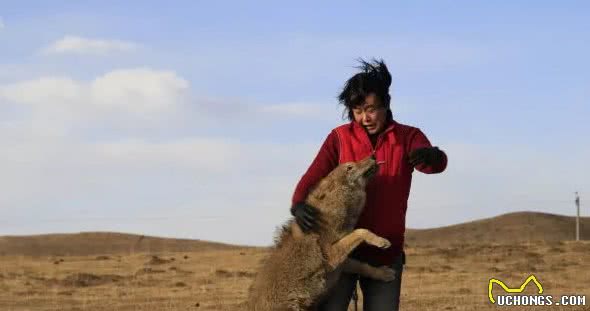 “狼吃肉，狗吃屎”，一个凶残一个温顺，狼又是如何被驯化成狗