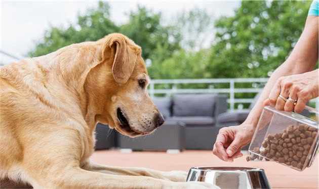 中型犬吃什么狗粮好，性价比高的