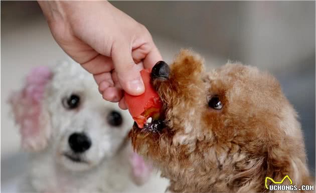 告别褪色：让泰迪犬的毛发更“亮丽”