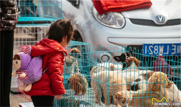 揭秘：宠物养殖环境如“地狱”，猫狗沦为“繁殖工具”