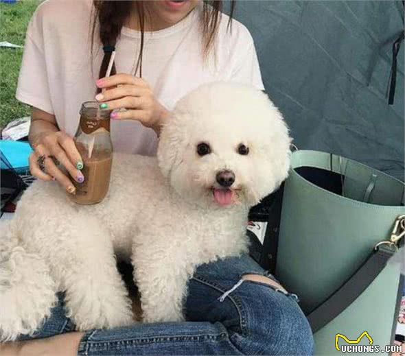 饲养比熊犬的5大“坏处”，看完你还敢养吗？