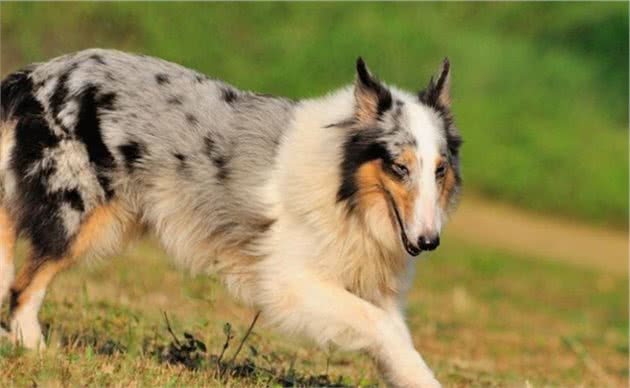 养好喜乐蒂牧羊犬，你不可不知道的小秘密