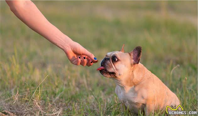 纯种的法国斗牛犬都有这几个特征，想买的别买错了！