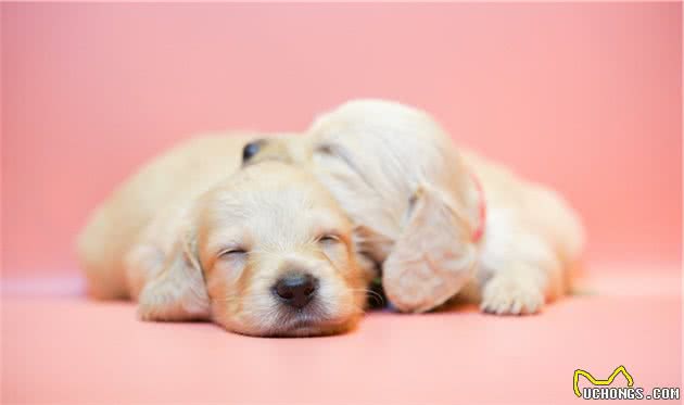 狗狗是在“和你说话”,你都知道吗?别再让它伤心(第二弹)