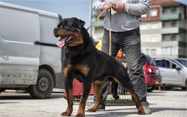 罗威纳犬为什么能成为警犬？这5个原因，让人无法反驳