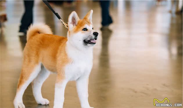 不能成为警犬的6种狗狗，连边境牧羊犬都落选了