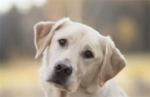 喂投自家爱犬不能随心所欲，狗狗每天需要多少食物？铲屎官清楚吗