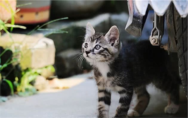 养猫！我劝你养“中国狸花猫”