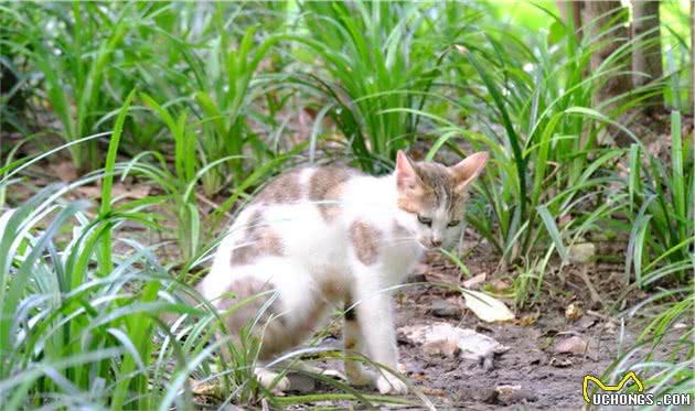 养猫！我劝你养“中国狸花猫”