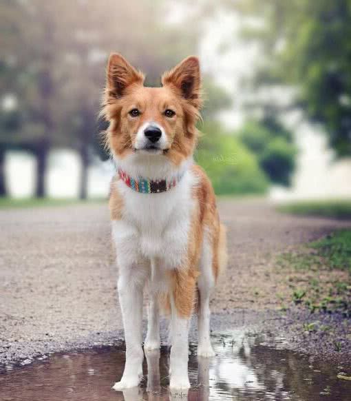 梳理边境牧羊犬的犬毛居然还有这么多的讲究