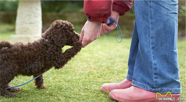 这些幸福，如果你不养一只贵宾犬，就永远都体会不到