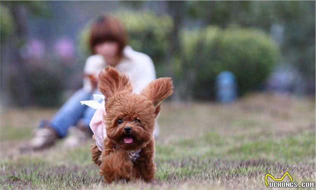 这些幸福，如果你不养一只贵宾犬，就永远都体会不到