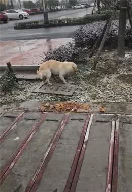 狗狗冻得发抖，雨伞跟狗碗被拿走，一地的食物让狗难堪