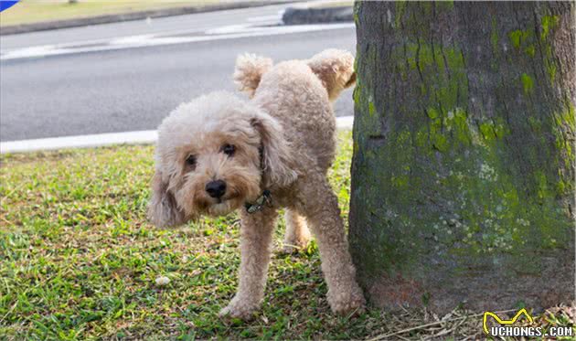 贵宾犬的6大奇怪行为，你被第几个惊讶到了？