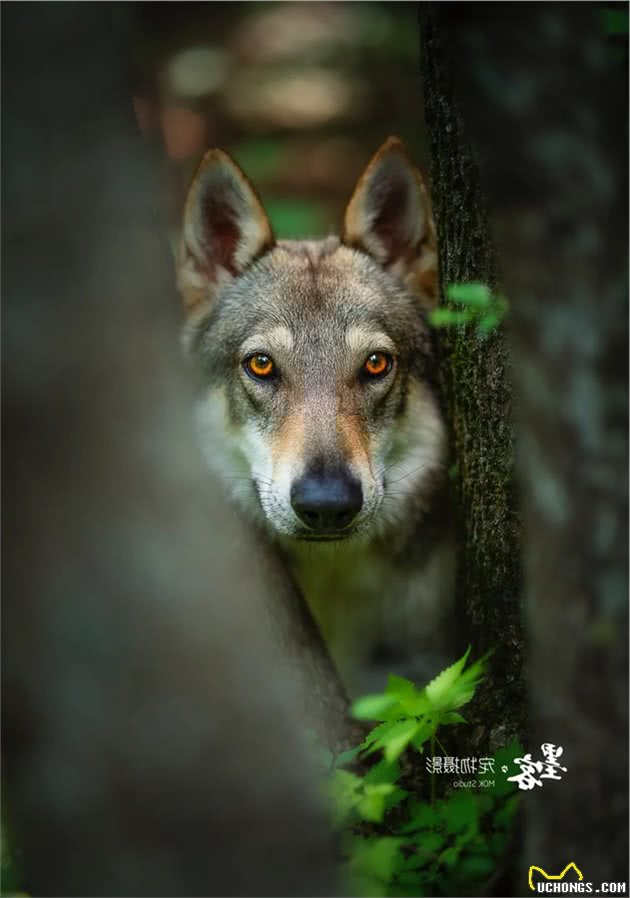 捷克狼犬，最接近狼的犬种