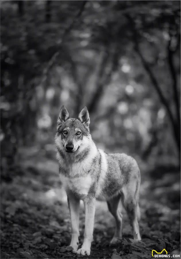 捷克狼犬，最接近狼的犬种