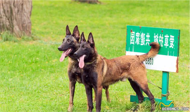 为什么马犬要比德牧要好？6个原因告诉你