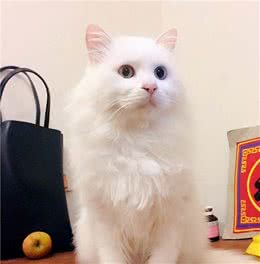 新手养猫|山东狮子猫基本知识