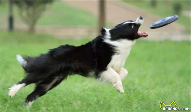 降！降！降！边境牧羊犬的价格下降了，为何养的人反而少了？