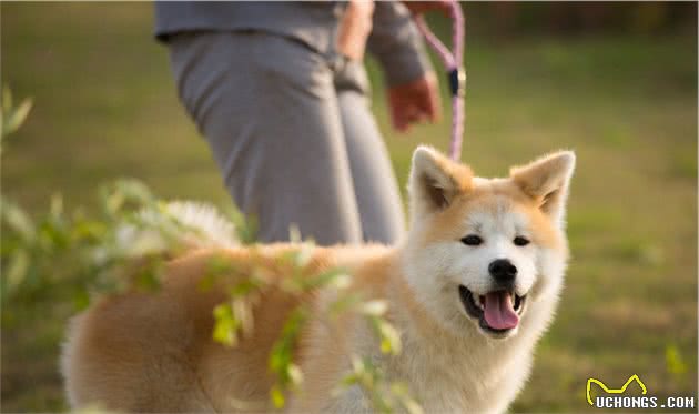 笑容极具治愈系的秋田犬，让人太爱了，可你真的适合饲养它吗？