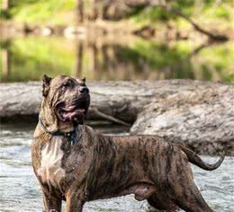 被称为“口水王”的5种犬，不是因为它们馋，而是基因组合不到位