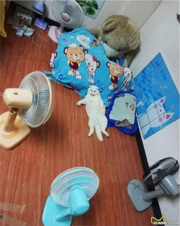 猫咪被迫成为泰国最凶狠西瓜摊主，曾遭遇6只恶犬包围，毫无惧色