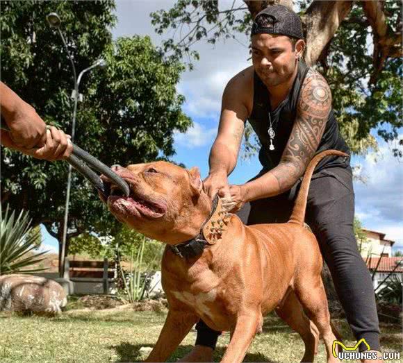 十只比特犬和一只老虎关一起，老虎能坚持多久，老虎：大概45天