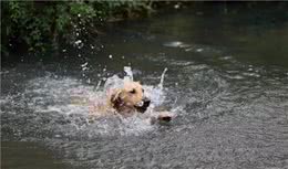 辟谣，幼犬生来不怕水只因独特构造，带爱犬游泳仍需学会三点技巧