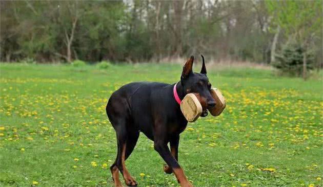 没有做好准备就不要养杜宾犬，不然它会牢牢抓住你的心