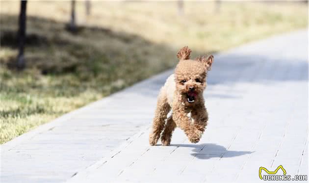 涉狗纠纷挑事者怎么总是泰迪犬？请对泰迪严加约束和避免溺爱